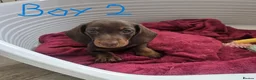 Miniature Dachshund dogs for sale: KC registered Mini Dachshund - Advert 13