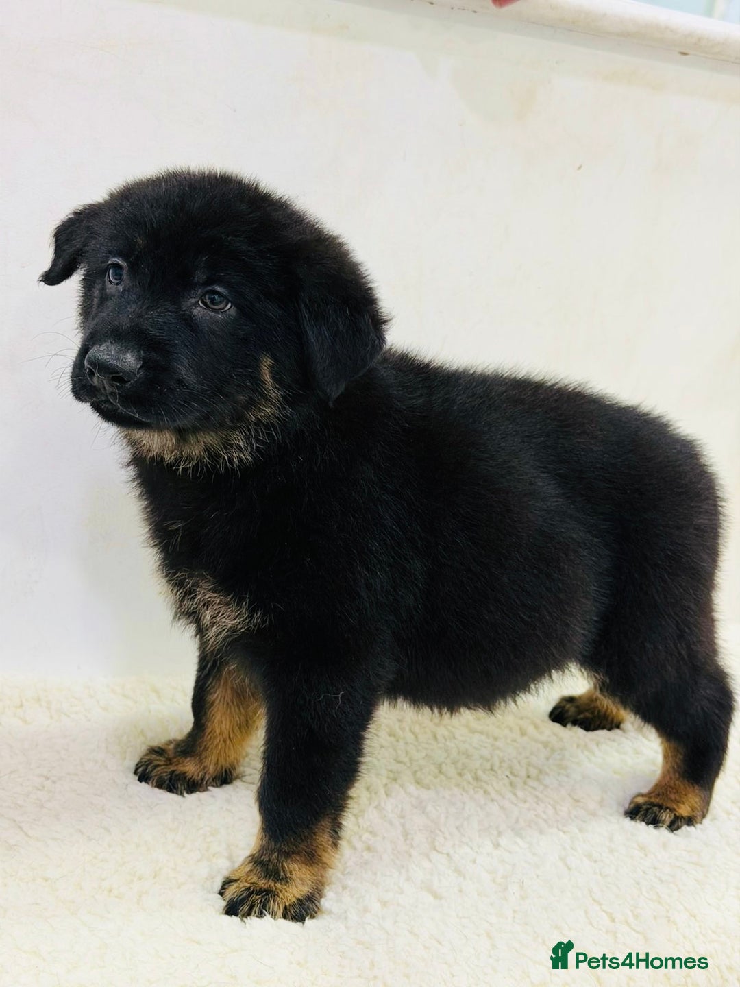 German Shepherd dogs for sale: DDR Working Line GSD Puppies Rare Working Lines - Advert 11