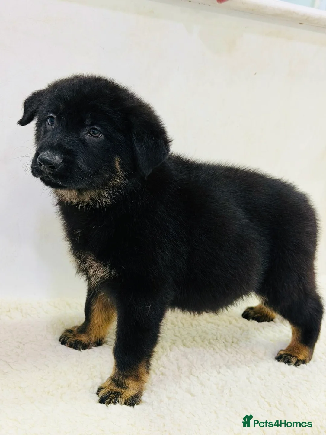 German Shepherd dogs for sale: DDR Working Line GSD Puppies Rare Working Lines - Advert 11