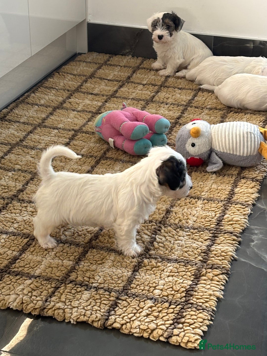 Sealyham Terrier dogs for sale: Stunning Sealyham Terriers  - Advert 10