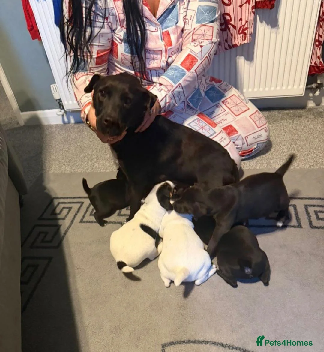 Jack Russell dogs for sale:  Jack Russell in Swadlincote - Advert 2