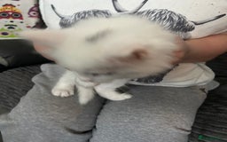 Maine Coon cats for sale: Kittens  - Image 5