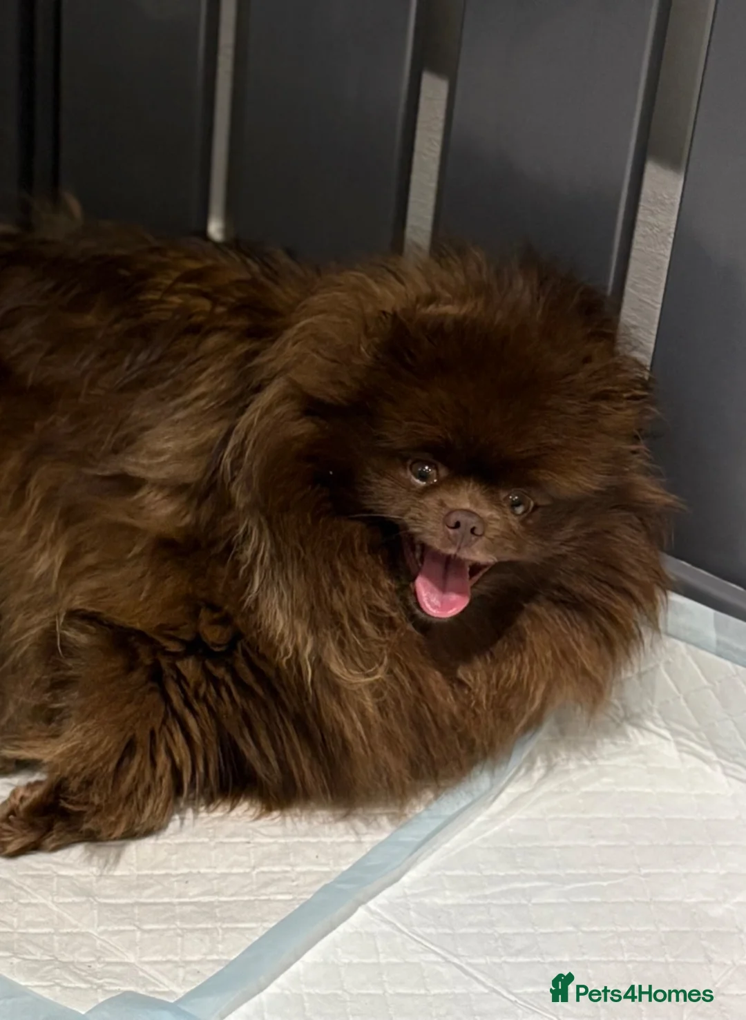 Pomeranian dogs for sale: Chocolate female Pomeranian  - Advert 2