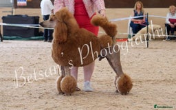 Standard Poodle dogs for sale: Standard poodle pups dark apricot or cream - Image 3