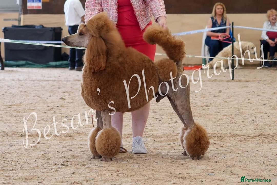 Standard Poodle dogs for sale: Standard poodle pups dark apricot or cream - Image 3