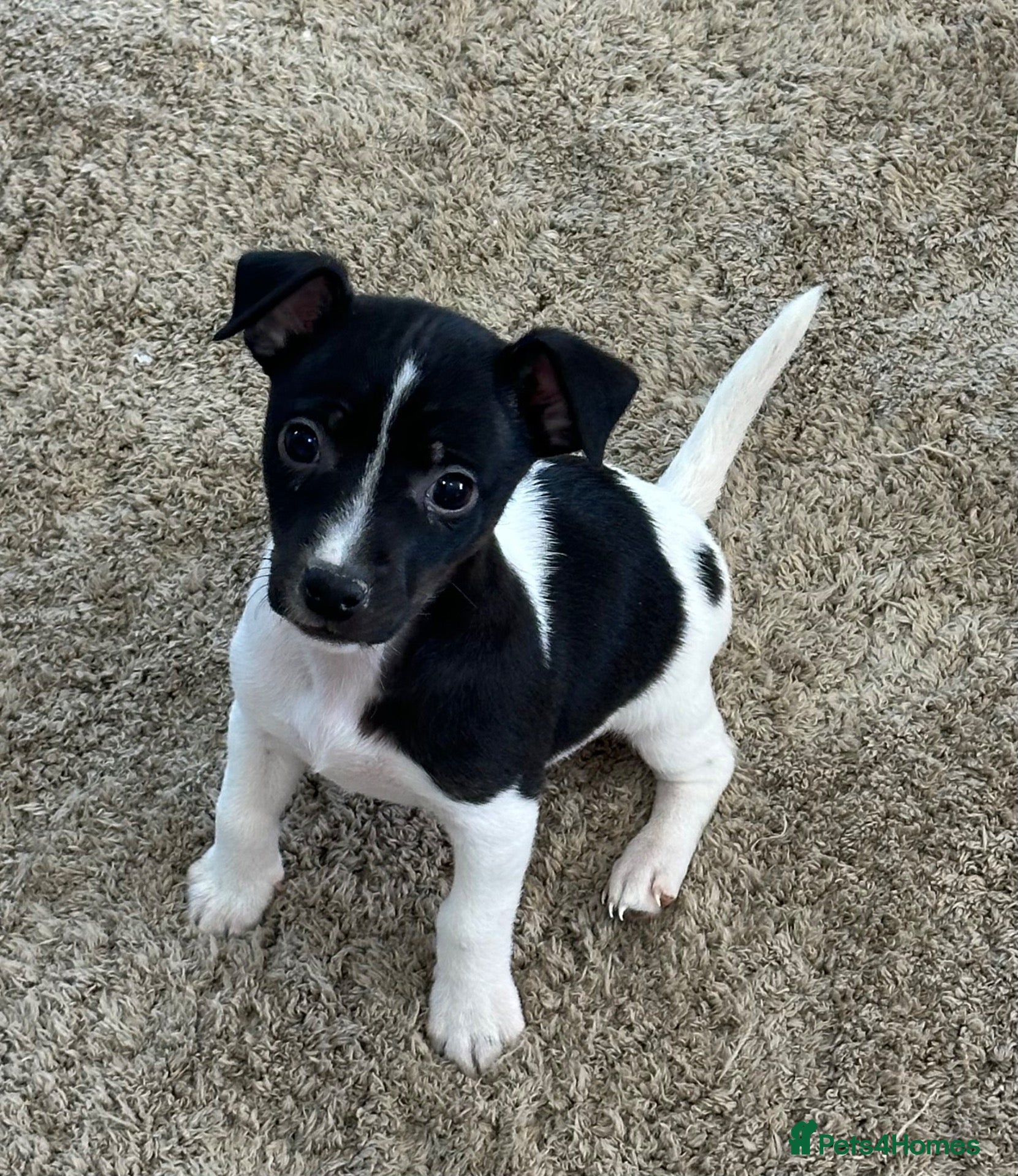 Jack Russell dogs Jack Russell - Advert 2