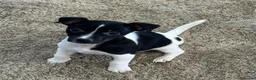 Jack Russell dogs for sale: Jack Russell - Advert 3