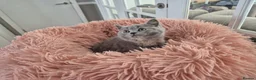 British Shorthair cats for sale: Ready! From GCCF parents with champions in line - Advert 6