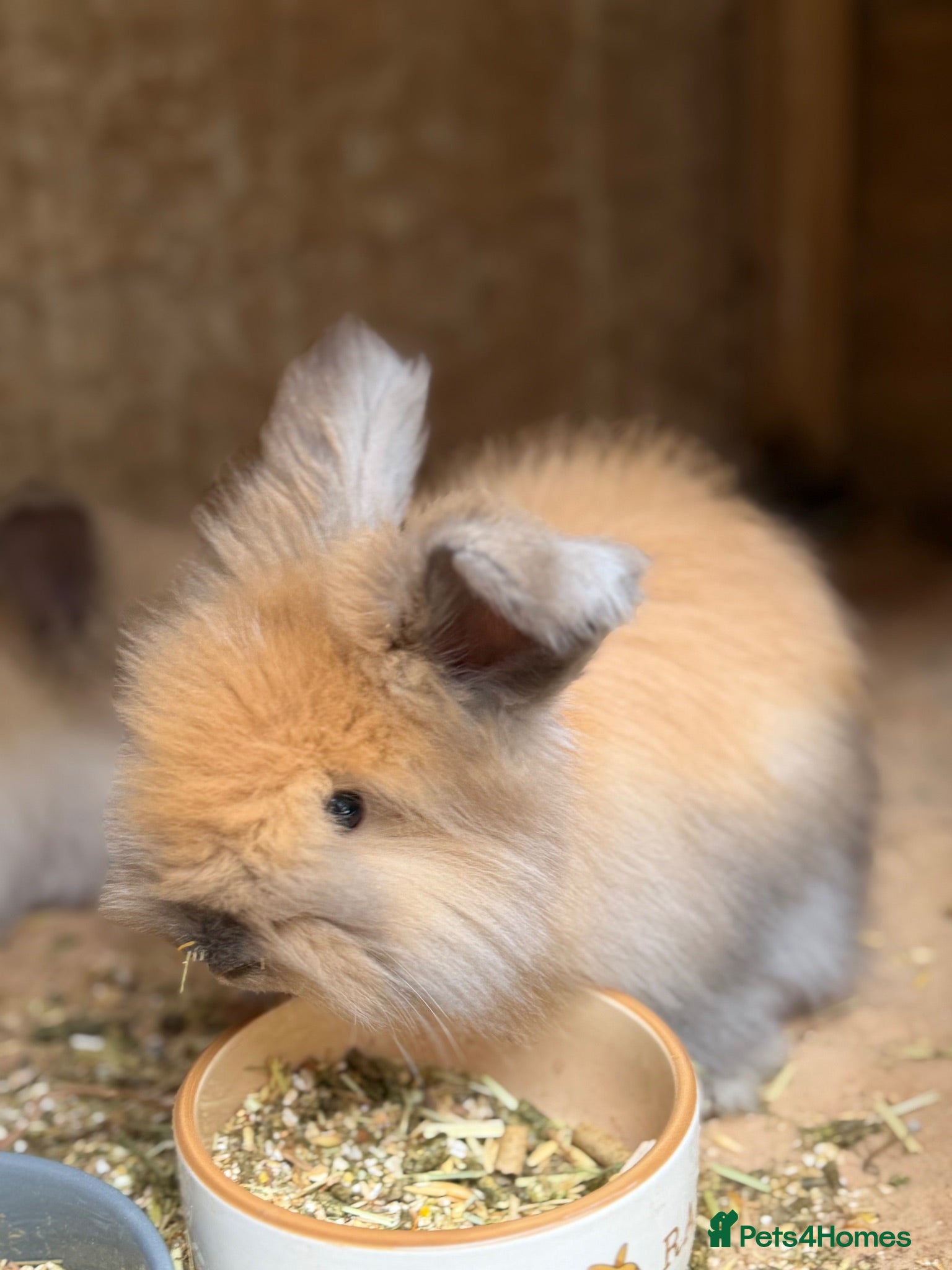 Angora rabbits Angora collection 9th August  - Advert 2