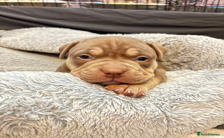 American Bully dogs - Advert 2