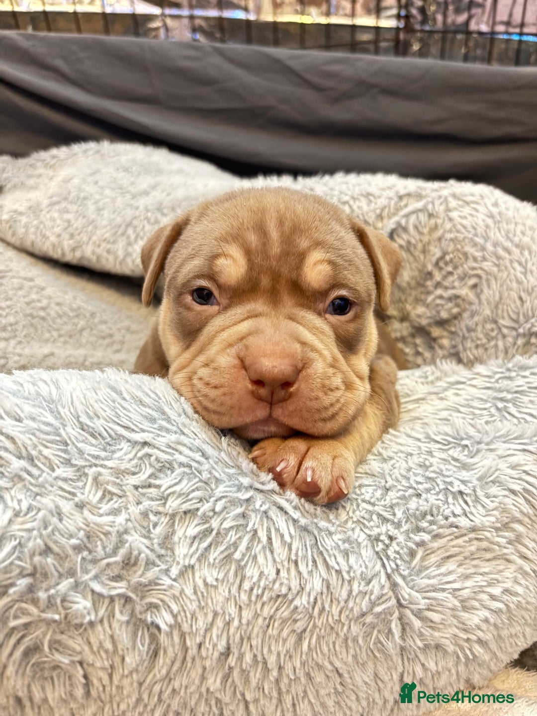 American Bully dogs for sale: Pocket bully pups ready too leave 11th dec - Advert 23