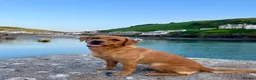 Labrador Retriever dogs for sale: Small Working Black Labrador Puppy - Health Tested - Advert 2