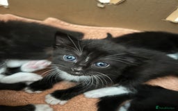 Turkish Angora cats for sale: Turkish Angora Type  - Image 11