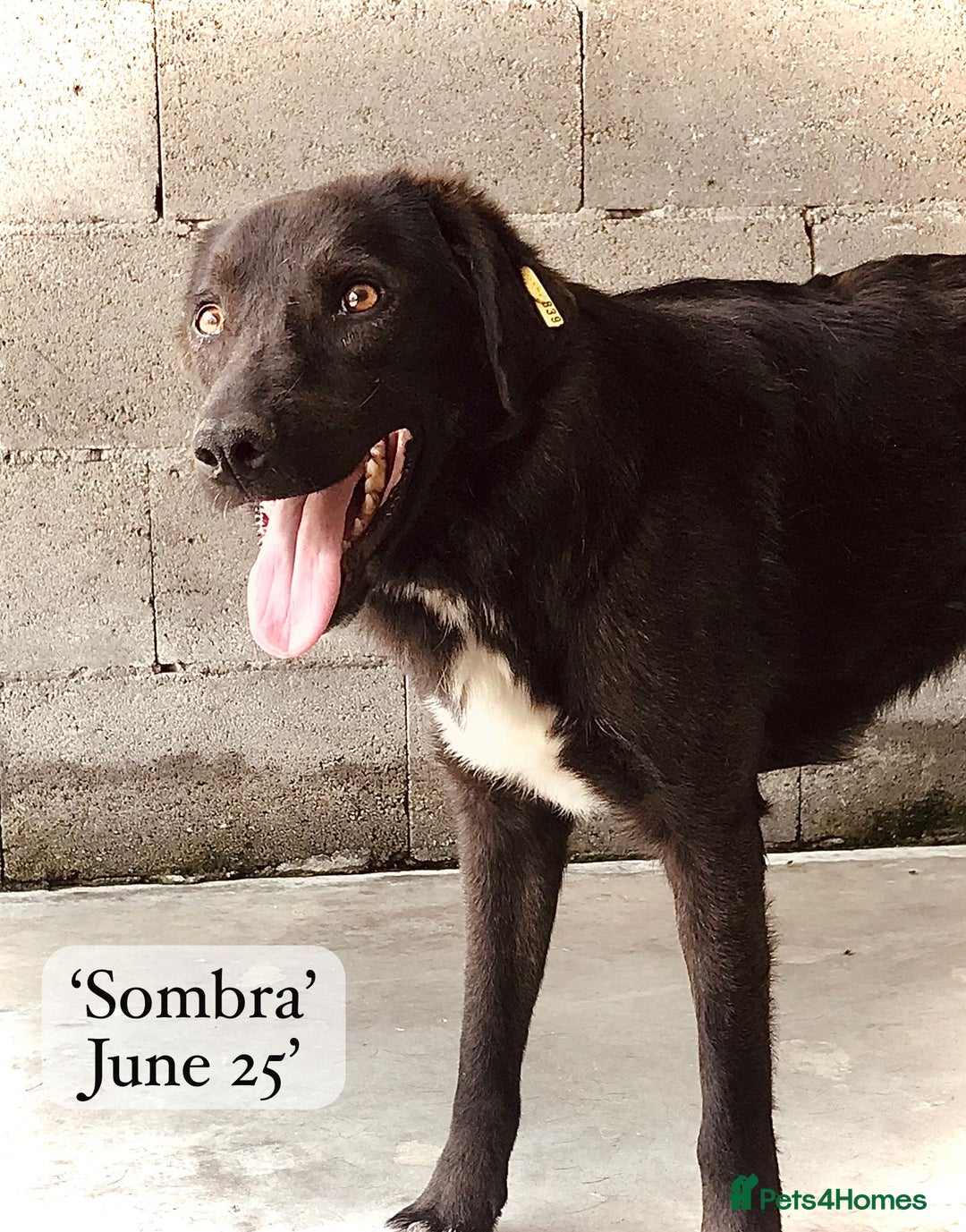 Mixed Breed dogs for adoption: Sombra, 1.5 yrs approx  Available for adoption  in Brixham - Image 15