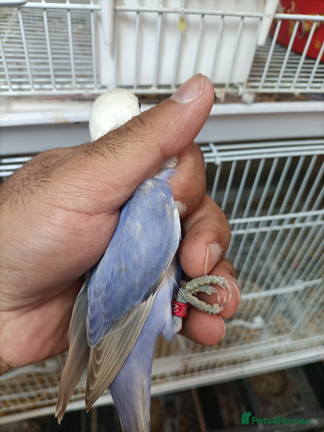 Lovebirds birds for sale:  PIED OPALINE AND GREEN OPA FOR SALE - Image 11