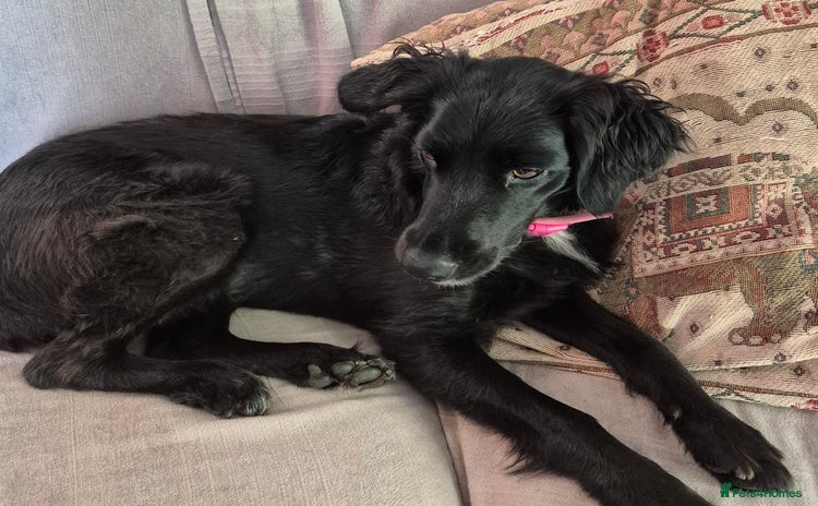 Mixed Breed dogs - Advert 4