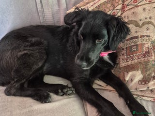 Mixed Breed dogs - Advert 14