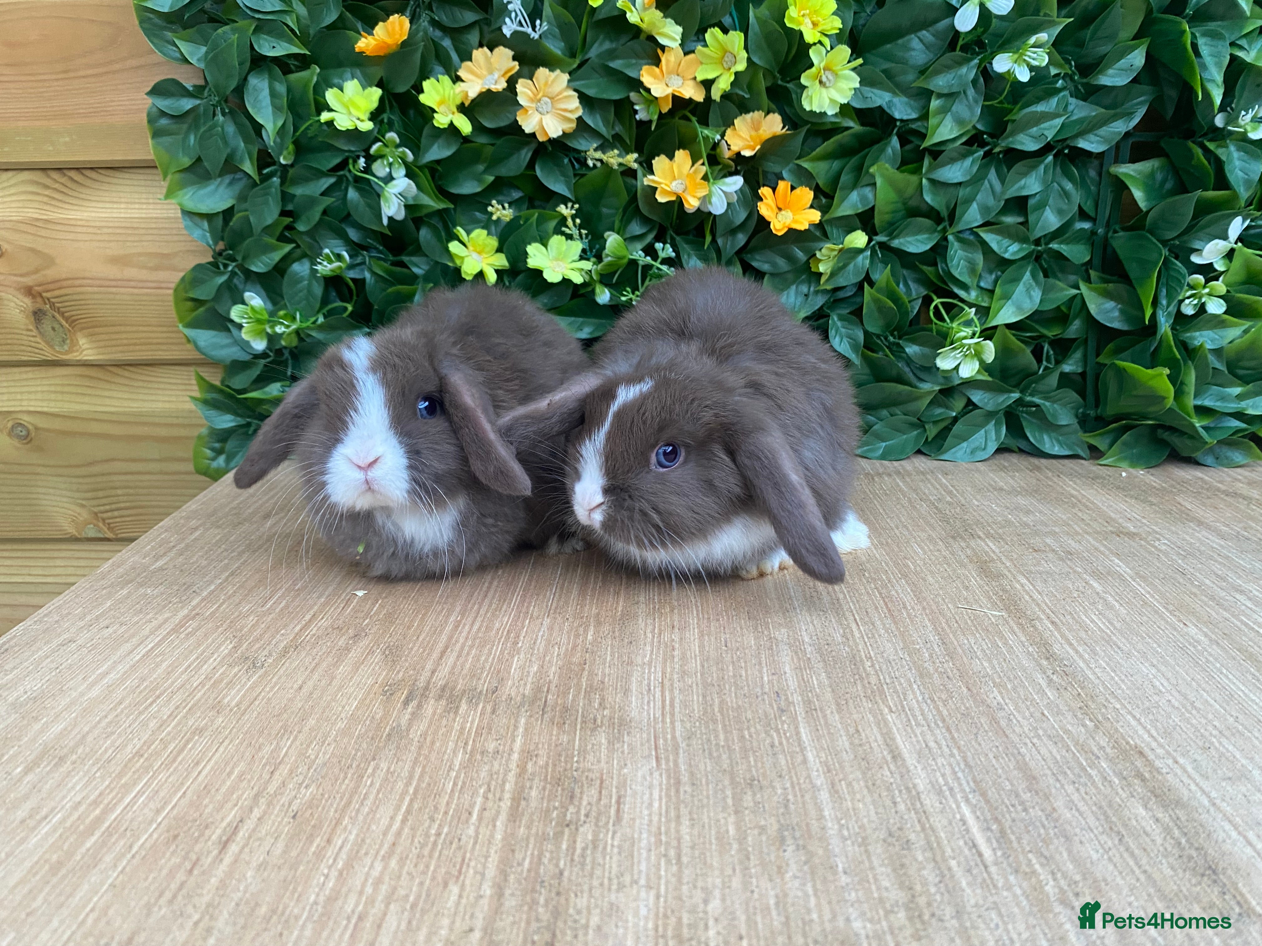 Mini Lop rabbits Mini lops ( Est since 2014 )  - Advert 11