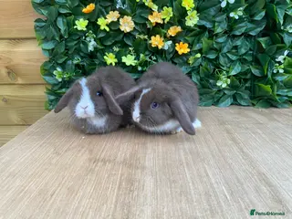 Mini Lop rabbits Mini lops ( Est since 2014 ) ready this weekend - Advert 5