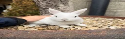 Netherland Dwarf rabbits for sale: Three Netherland dwarfs looking for their new home - Advert 3