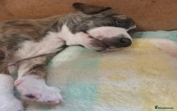 Whippet dogs for sale: Top Class Whippet Puppies bred from Champions - Image 35
