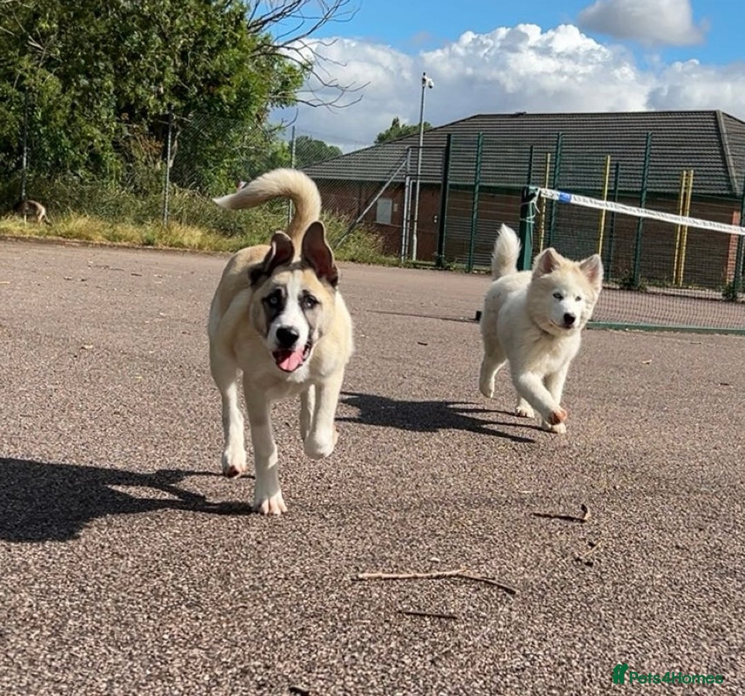 Huskita dogs for sale: Huskita (Husky x Akita) Pup - Image 3