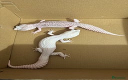 Leopard Gecko reptiles for sale: Breeding leopard gecko pair  - Image 2