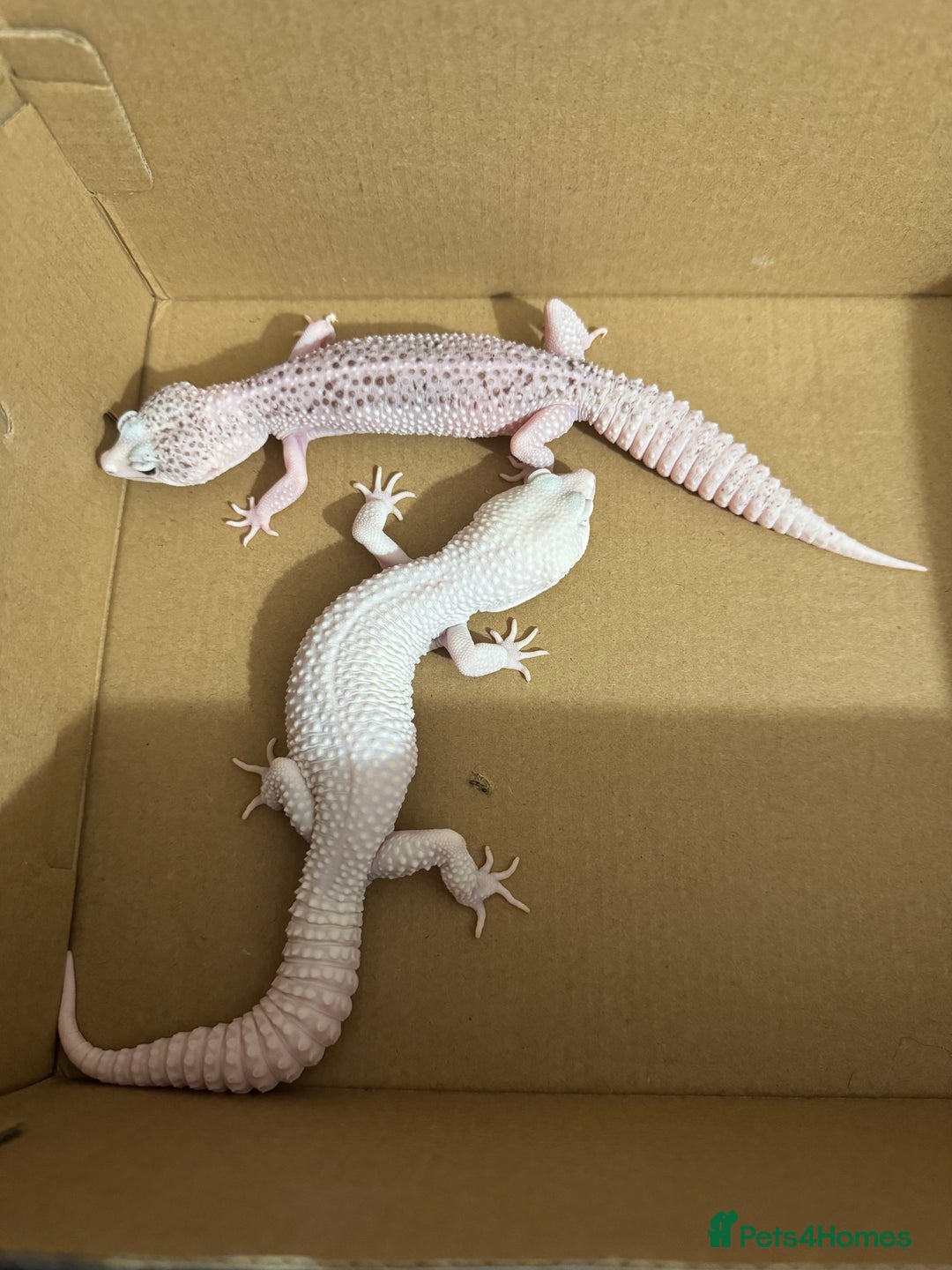 Leopard Gecko reptiles for sale: Breeding leopard gecko pair  - Image 2