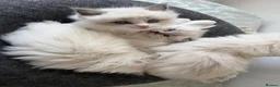 Ragdoll cats for sale: 4 beautiful, gentle, fluffy and active kittens  in Glasgow - Advert 9