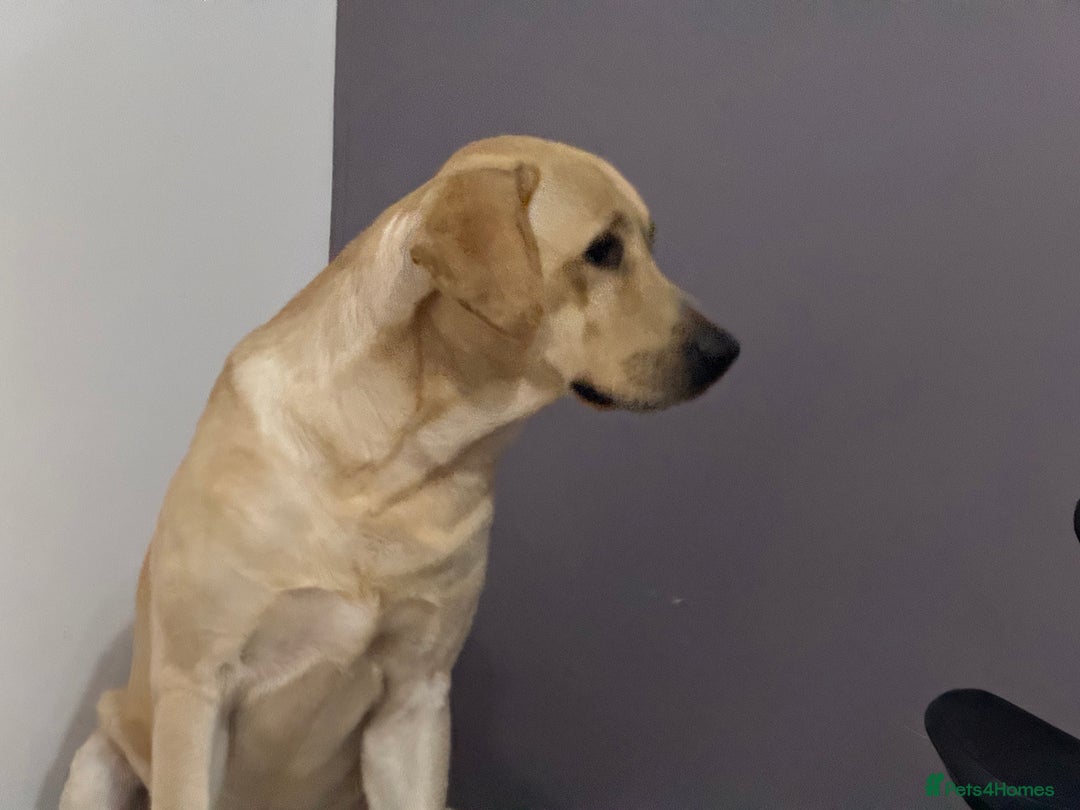 Labrador Retriever dogs for sale: Labrador Retriever - Advert 2