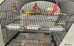 Budgerigars birds for sale: 2 budgies with cage - Image 2
