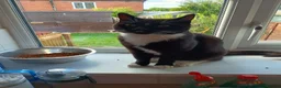 Mixed Breed cats for sale: 2 male cats free to loving home only - Advert 3