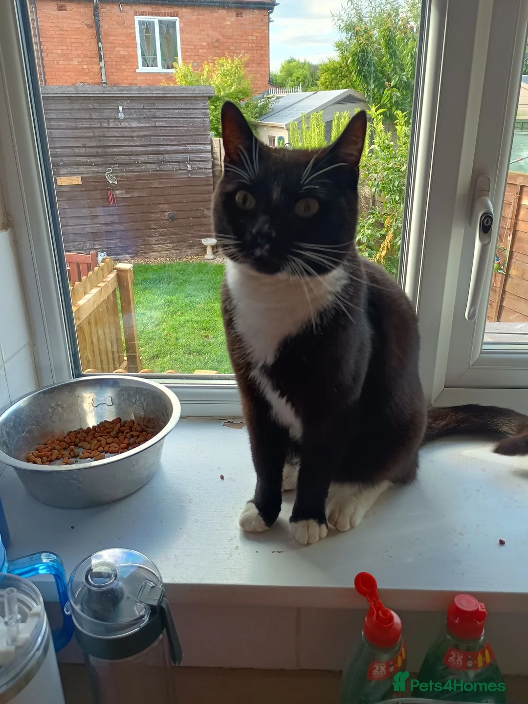Mixed Breed cats for sale: 2 male cats free to loving home only - Advert 3