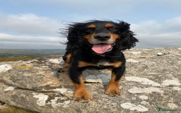 Cocker Spaniel dogs for stud: Proven Tricoloured Working Cocker Spaniel in Newton Abbot - Image 1