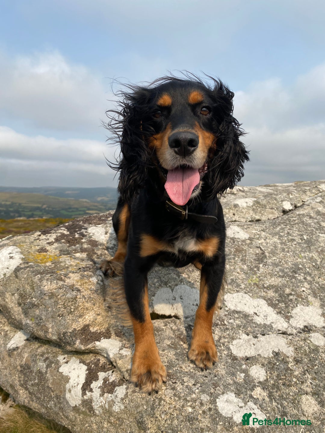 Cocker Spaniel dogs for stud: Proven Tricoloured Working Cocker Spaniel in Newton Abbot - Image 1