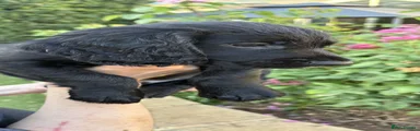 Cocker Spaniel 2