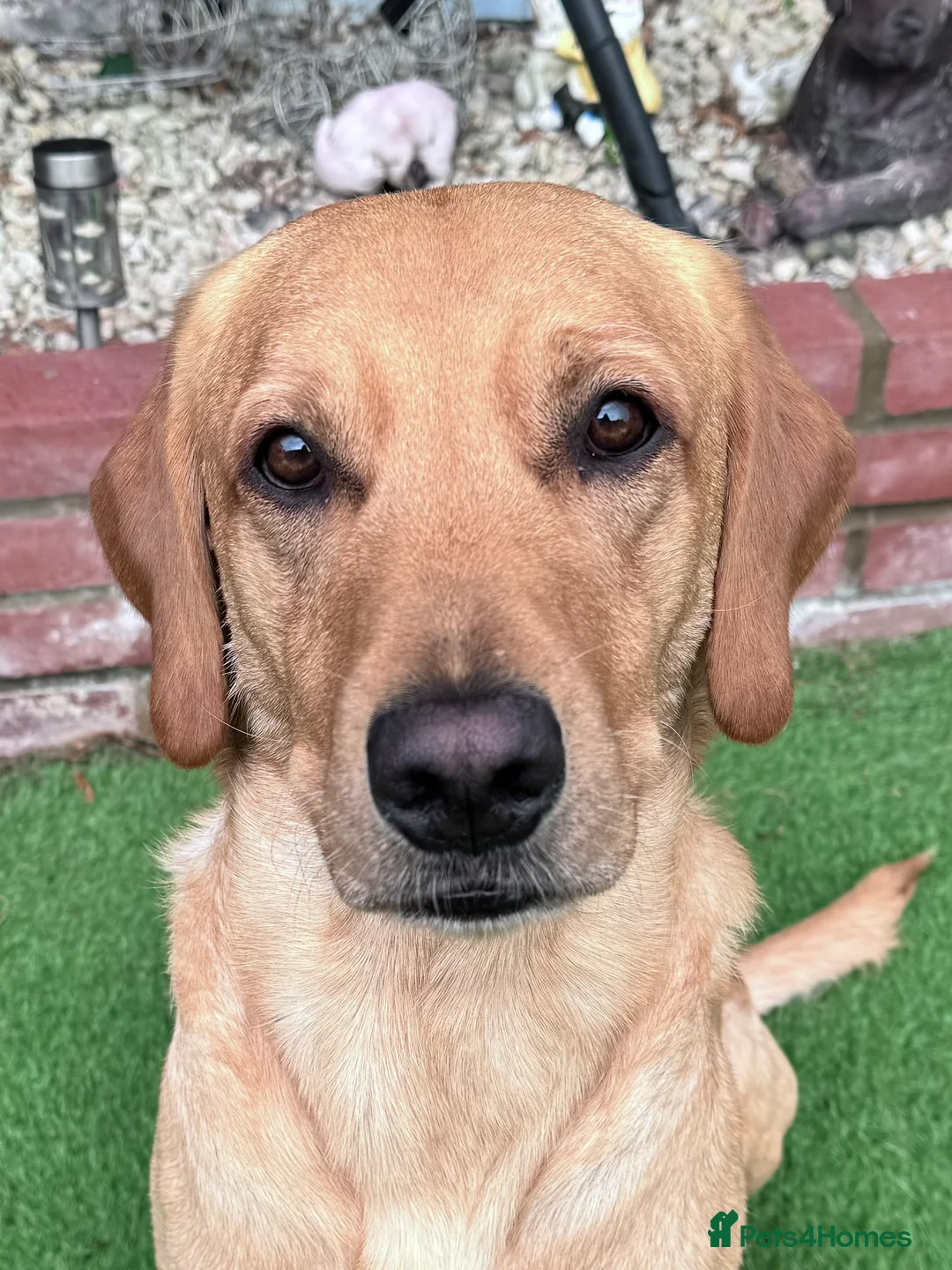 Labrador Retriever dogs for stud: PROVEN, KC REG,HEALTH TESTED LABRADOR FOR STUD in Havant - Advert 19