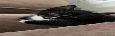 Domestic Shorthair 1