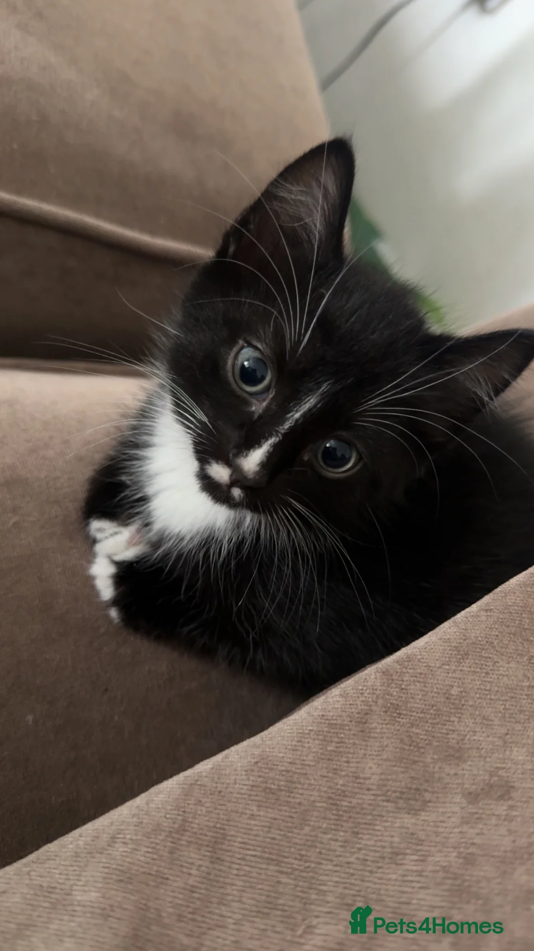 Domestic Shorthair cats for sale: Boy Kitten ready to leave  - Advert 8