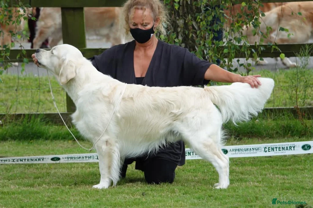 Golden Retriever dogs for stud: KC Reg, Health Tested, Crufts Qualified, Proven in Milton Keynes - Advert 7