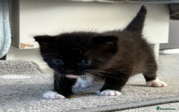 Domestic Shorthair cats for sale: Domestic longhair kittens - Image 11