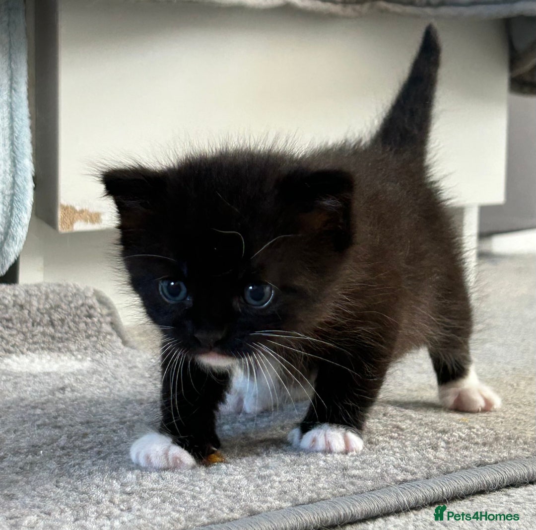 Domestic Shorthair cats for sale: Domestic longhair kittens - Image 11