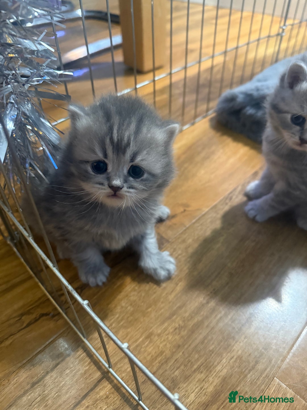 Scottish Fold cats for sale: Scottish fold kittens  - Advert 4