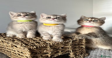 British Shorthair cats - Advert 2