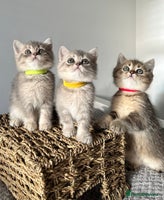 British Shorthair cats - Advert 8
