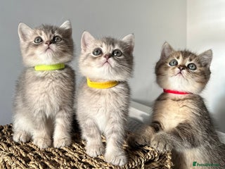 British Shorthair cats ⭐️TICA registered British Shorthair kittens⭐️ - Advert 1