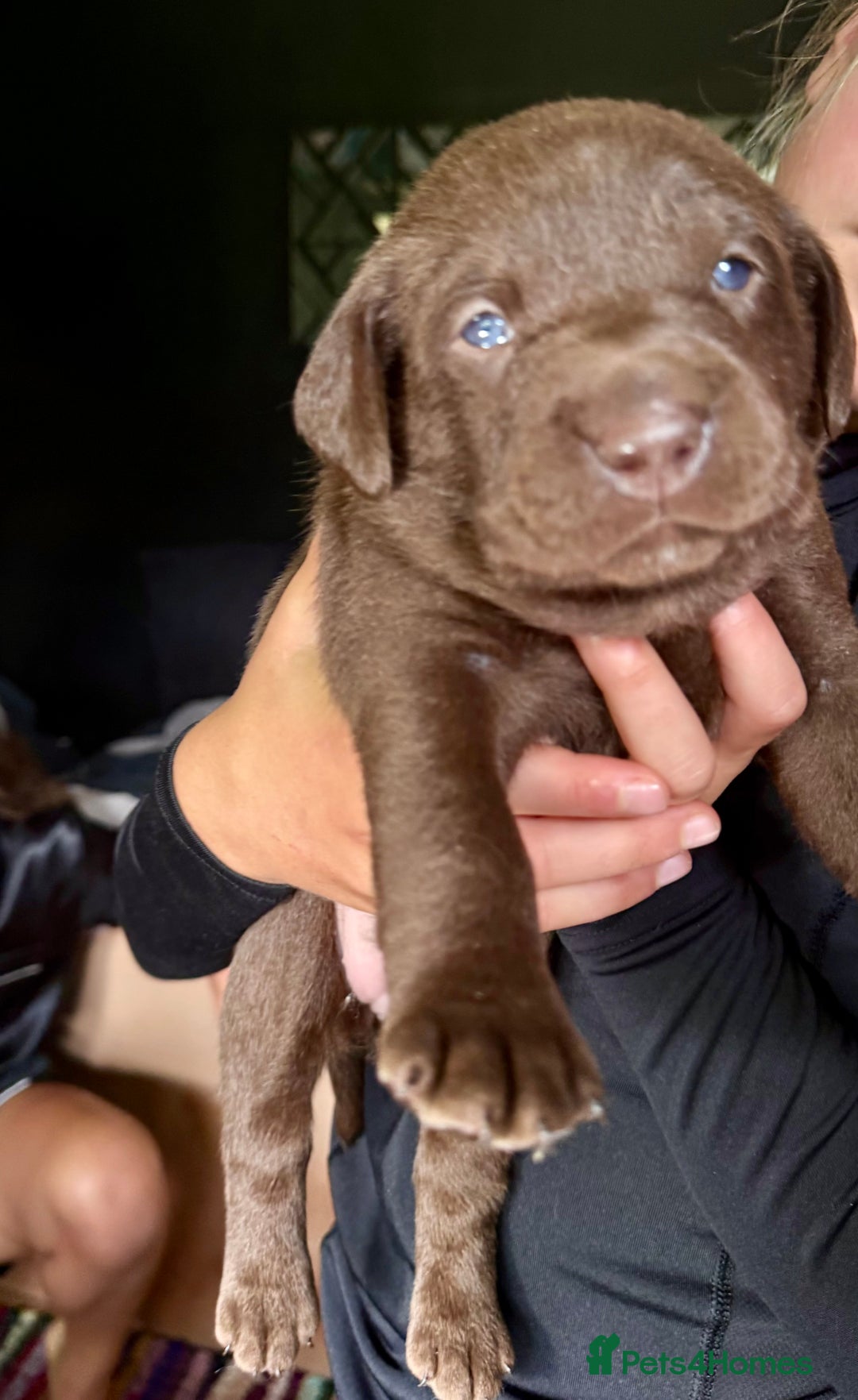 Labrador Retriever dogs for sale: EXCELLENT &UNIQUE LAB PUPPIES AV 12 NOV £1450 - Image 10