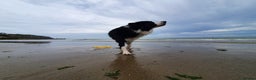 Border Collie dogs for sale: 5⭐️breeder KC DNA tested champions border collie  - Advert 17