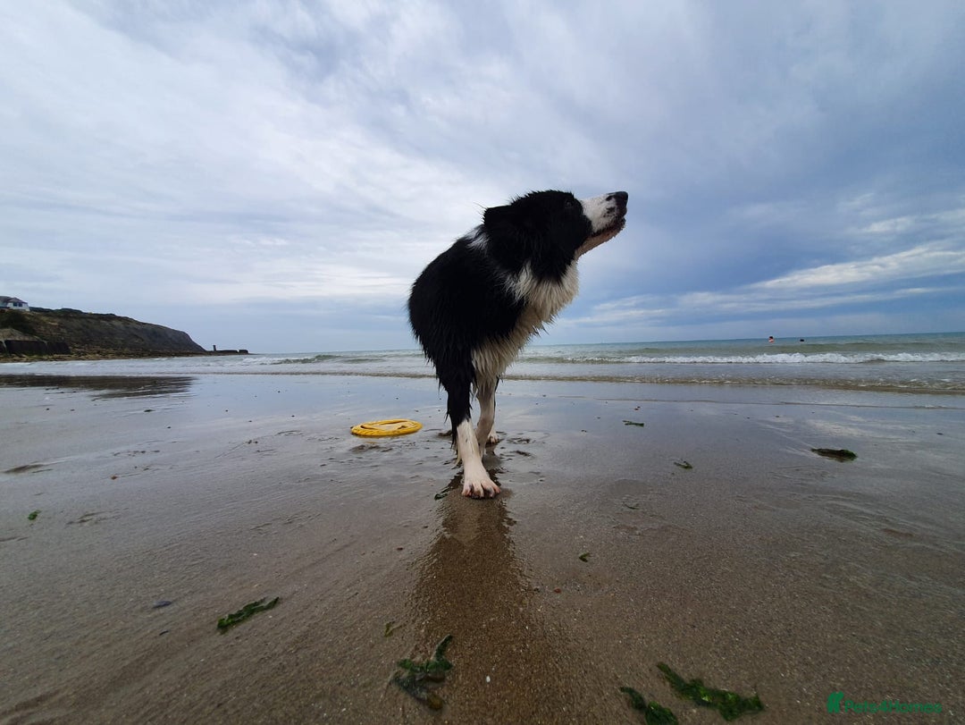 Border Collie dogs for sale: 5⭐️breeder KC DNA tested champions border collie  - Advert 17