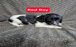 English Springer Spaniel dogs for sale: English Springer Spaniel Pups - Image 3